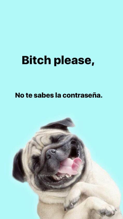 wallpaper dog laught