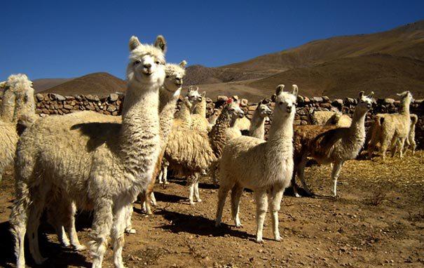 criadero de llamas en san antonio de los cobres