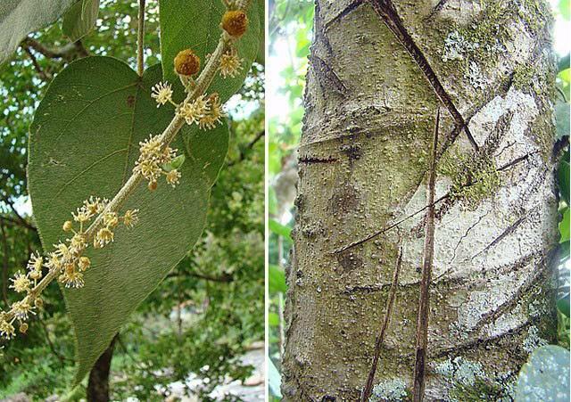 By Dick Culbert from Gibsons, B.C., Canada - Croton drago (or lechleri), the Dragons Blood tree, CC BY 2.0, https://commons.wikimedia.org/w/index.php?curid=34450196