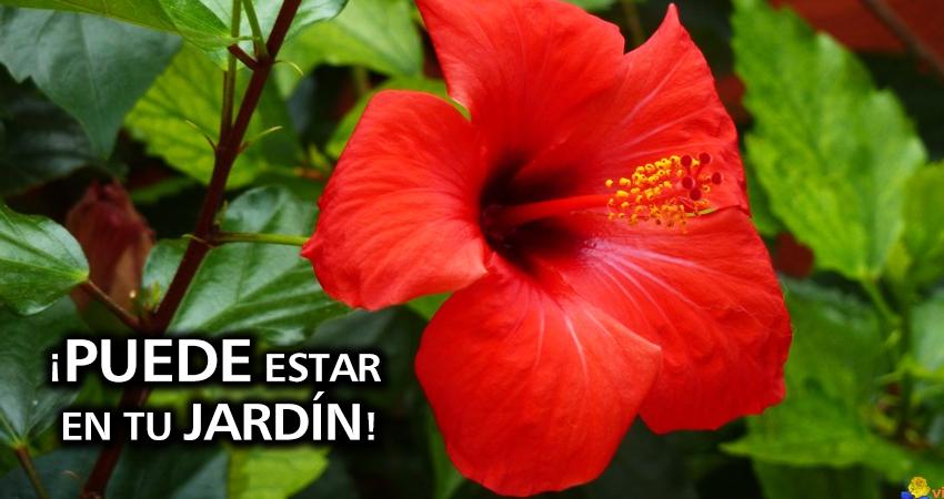 flor de cayena para hacer crecer el cabello