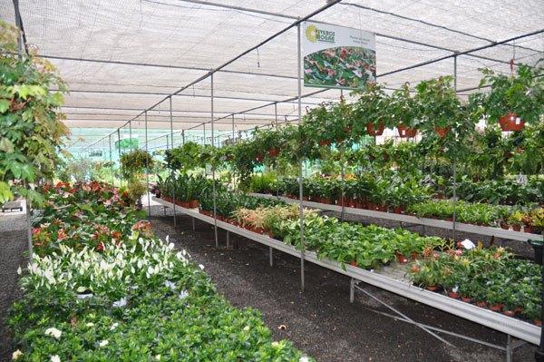 Consejos para el cultivo de plantas en terraza