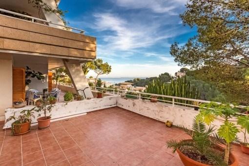 plantas para terrazas en Las Palmas