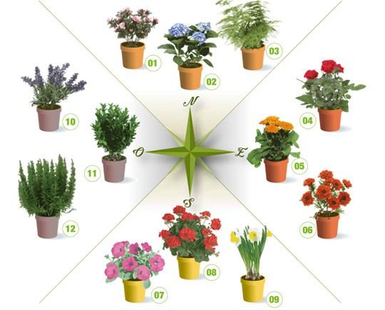 plantas para terrazas Las Palmas de Gran Canaria