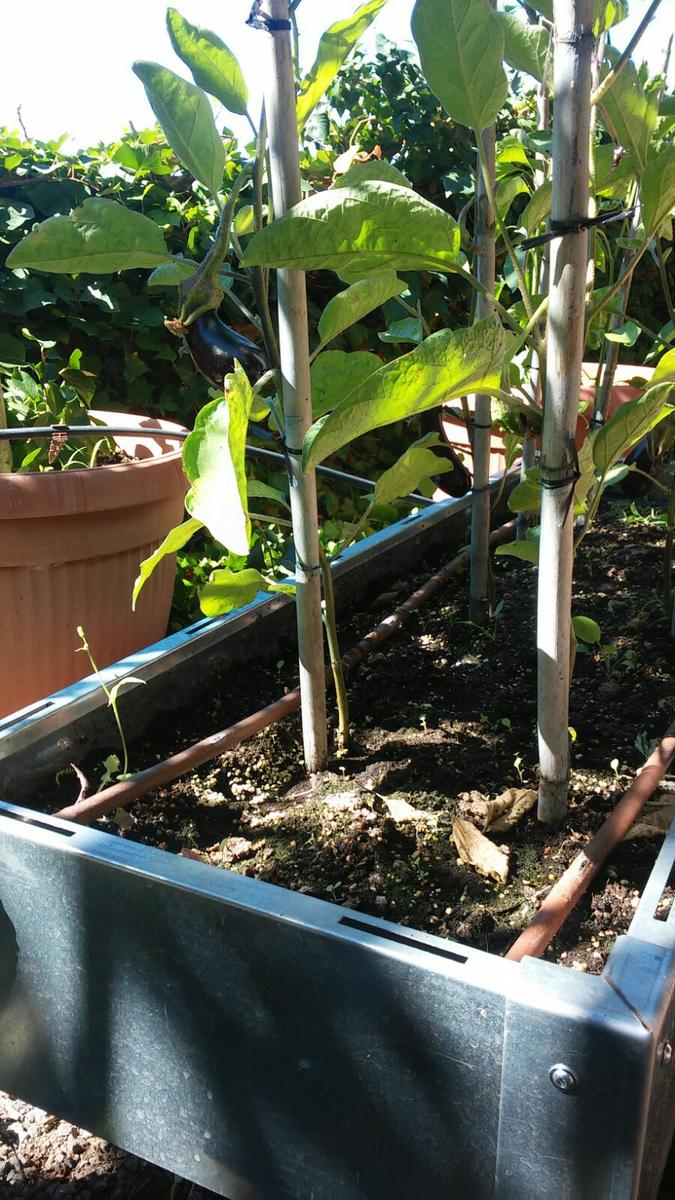 WhatsApp Image 2017-07-03 at 11.35.06