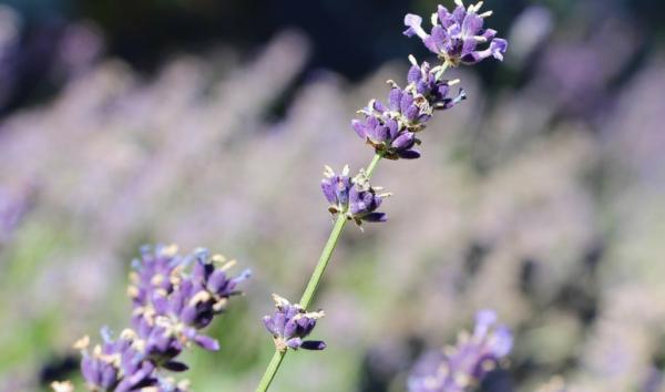 Cómo eliminar las garrapatas con remedios caseros