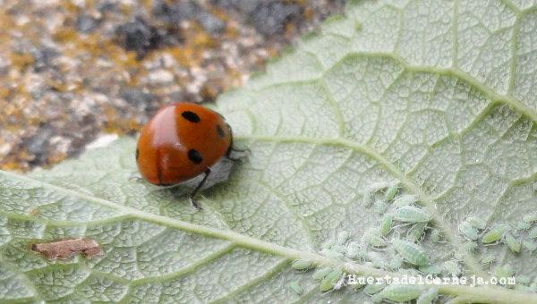 Mariquita y pulgones en ciruelo.