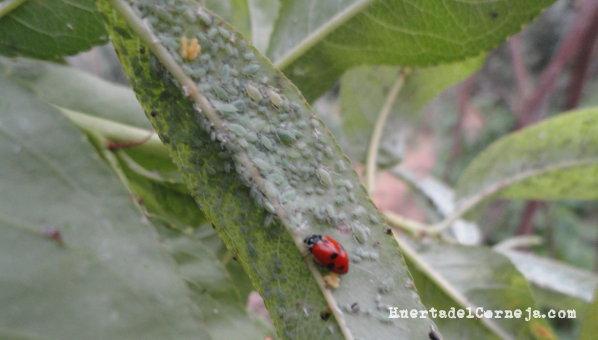 Mariquita. Puesta de huevos.