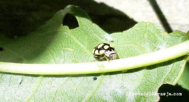  Mariquita de diez puntos.