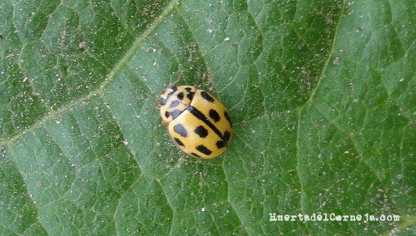 Mariquita de catorce puntos en judía.