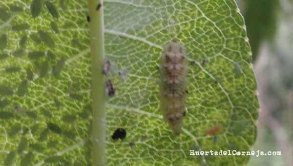Larva de sílfido y pulgón ceniciento del melocotón