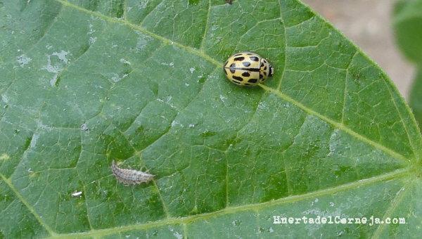 Crisopa y mariquita de 14 puntos en judía.