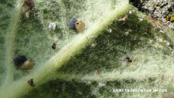 Momias en pulgones cenicientos del manzano.