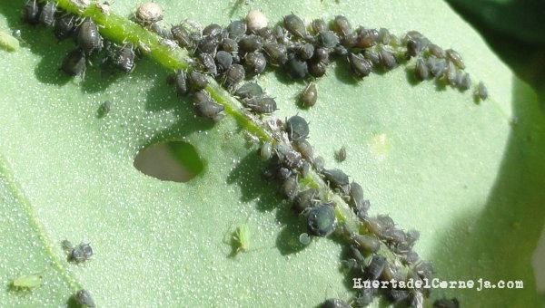 Momias en A. fabae.