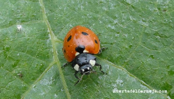Mariquita en hoja de judías.