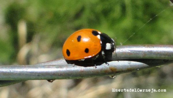 Mariquita adulta.