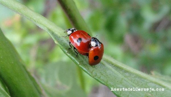 Mariquitas de dos puntos.