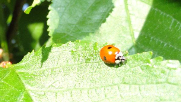 Mariquita de dos puntos. 