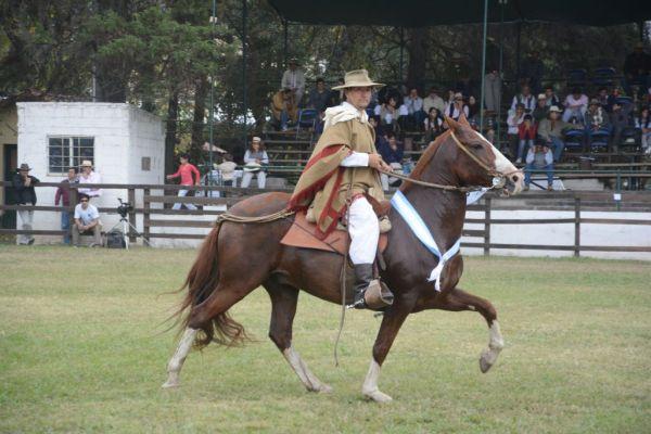 Caballo peruano desfilando