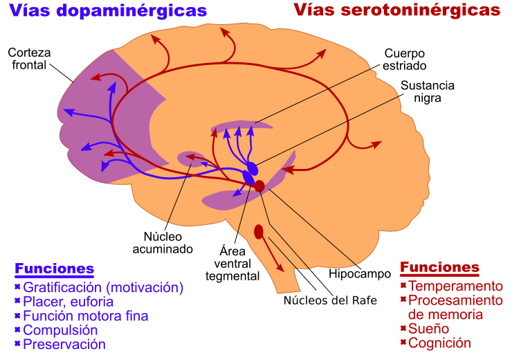 Ansiedad por comer adictivo azúcar