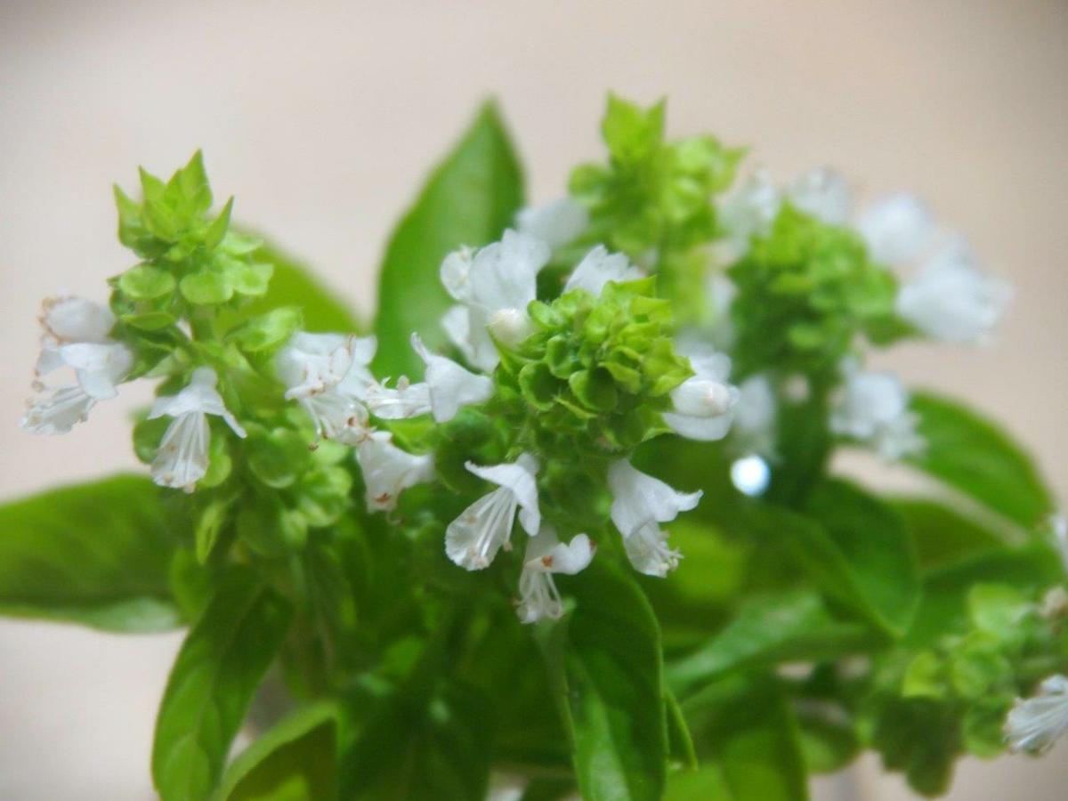 Flores de albahaca para caprese