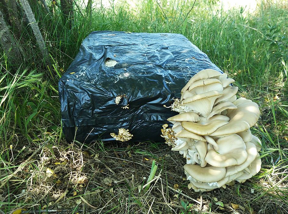 Setas Portal Jardín