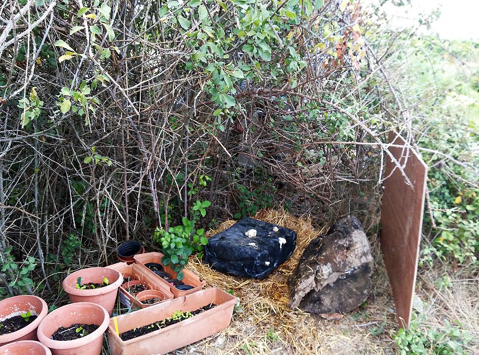 Setas Portal Jardín