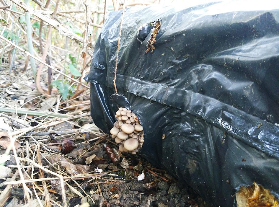 Setas Portal Jardín