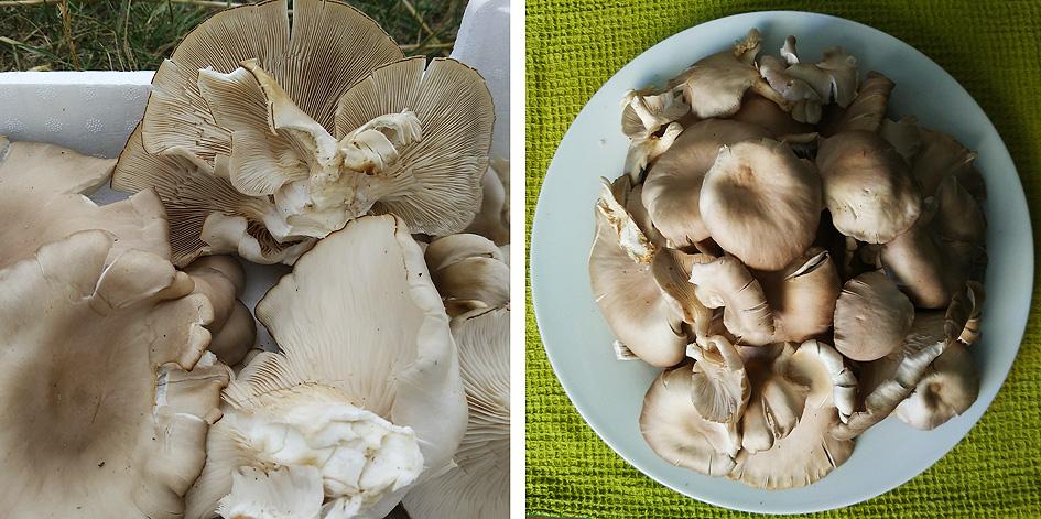 Setas Portal Jardín