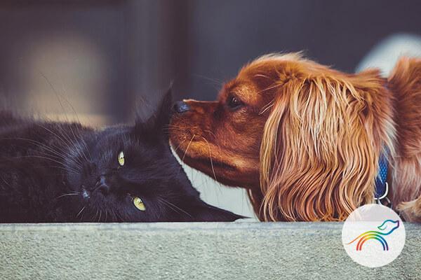arcoiris pets foto gato negro y perro cocker canela 600x400