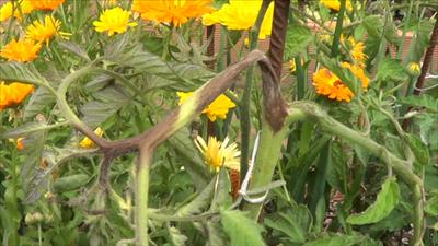 Tomateras se secan