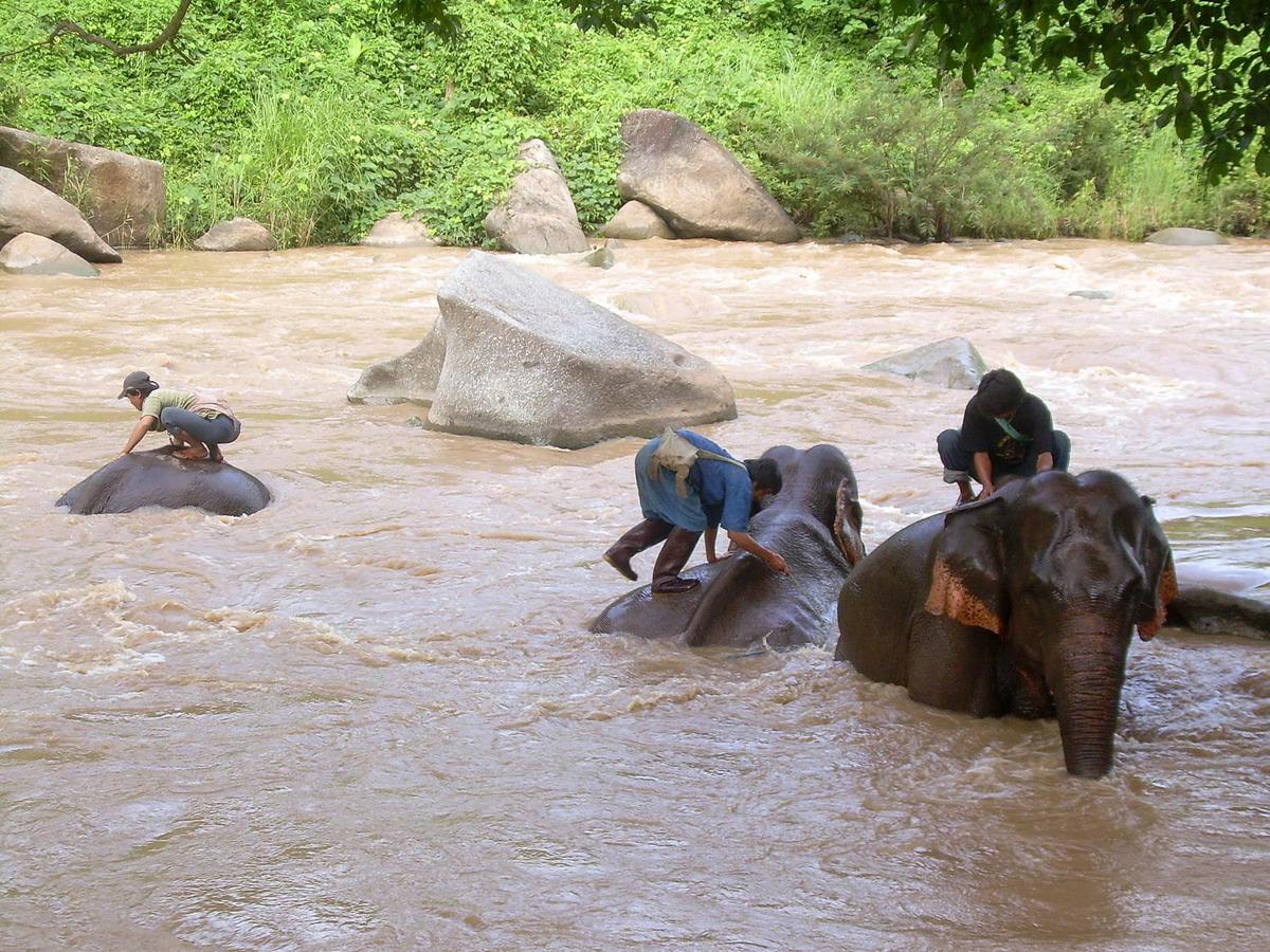 Trekking de tres días en la selva (Tailandia)