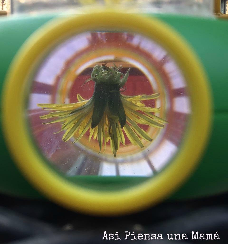 flor-microscopio-abajo