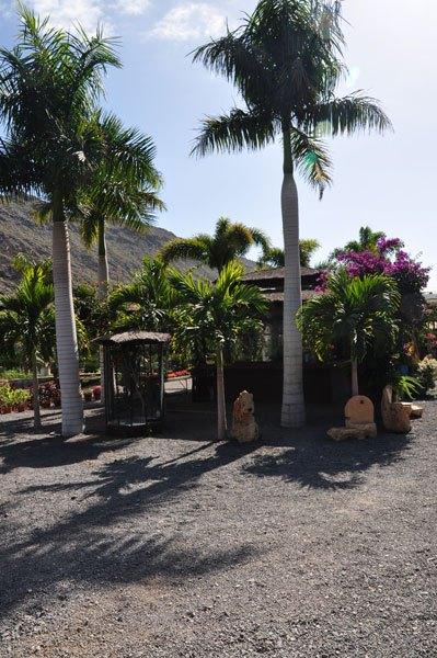 plantar una palmera en Las Palmas de Gran Canaria