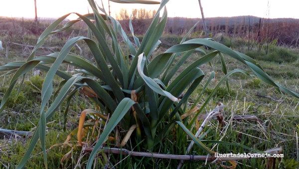 Mata de puerros asilvestrados