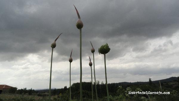 Inflorescencias de puerros