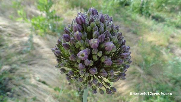 Flores de puerro