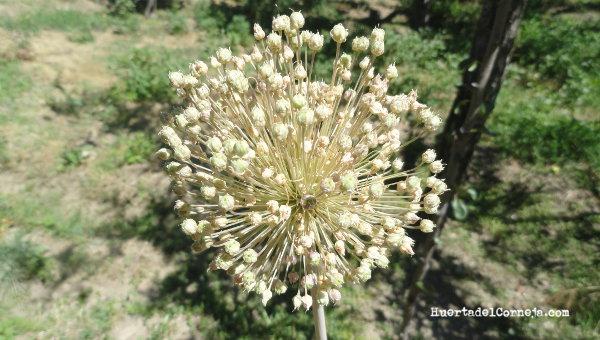 Madurando las semillas de puerro