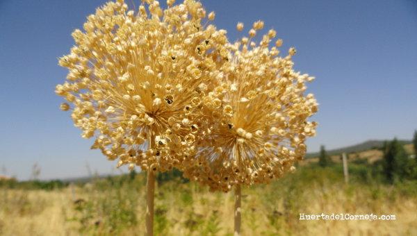 Semillas de puerro maduras