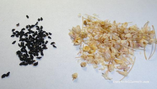 Semillas de puerro separadas de las umbelas.