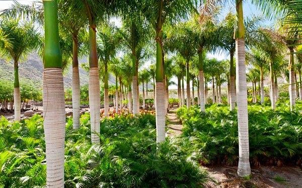 Cuidados de una palmera Las Palmas
