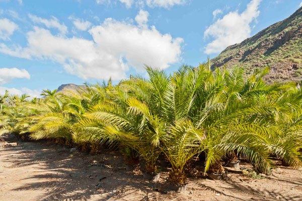 Cuidados-de-una-palmera-en-Las-Palmas-de-Gran-Canaria