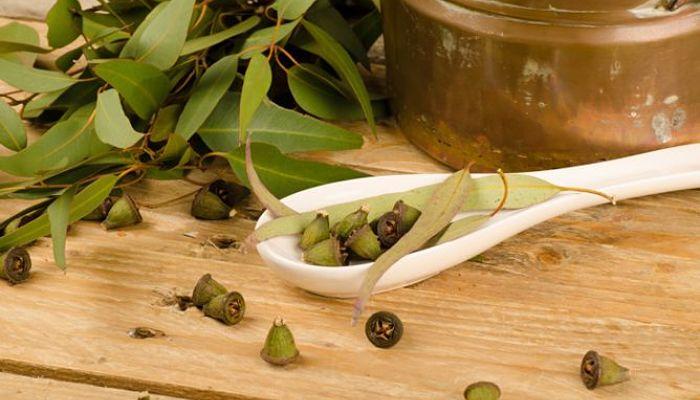 remedios de eucalipto