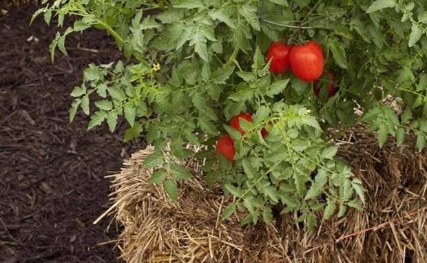  tomates balas de paja