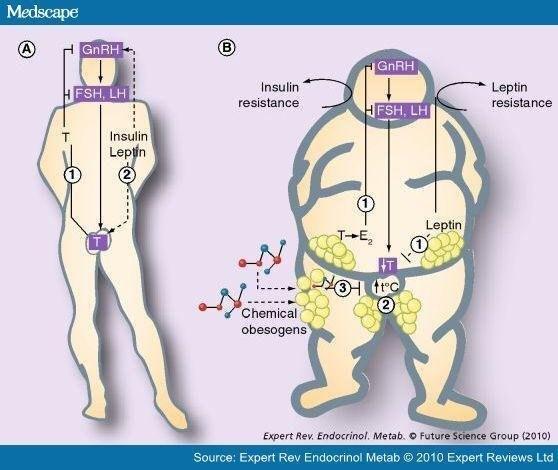 consecuencia bioquímica de los obesógenos