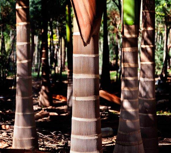 colocar tu palmera Las-Palmas-de-Gran-Canaria