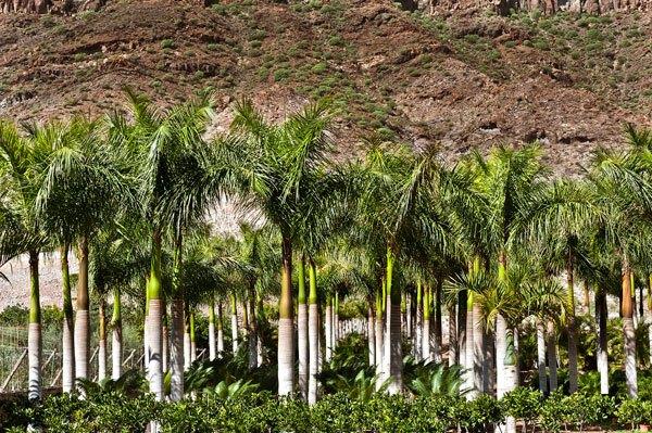colocar tu palmera en Las-Palmas-de-Gran-Canaria