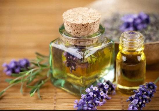 Hay treinta y nueve especies de lavanda