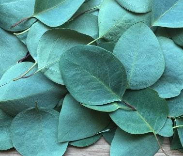 En la aromaterapia el eucalipto se usa principalmente para las enfermedades respiratorias.