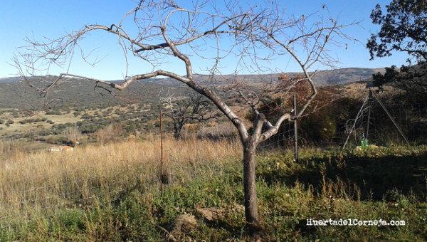 Prunus persica. Poda de rejuvenecimiento