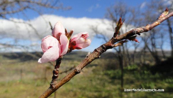 Flores de fresquilla